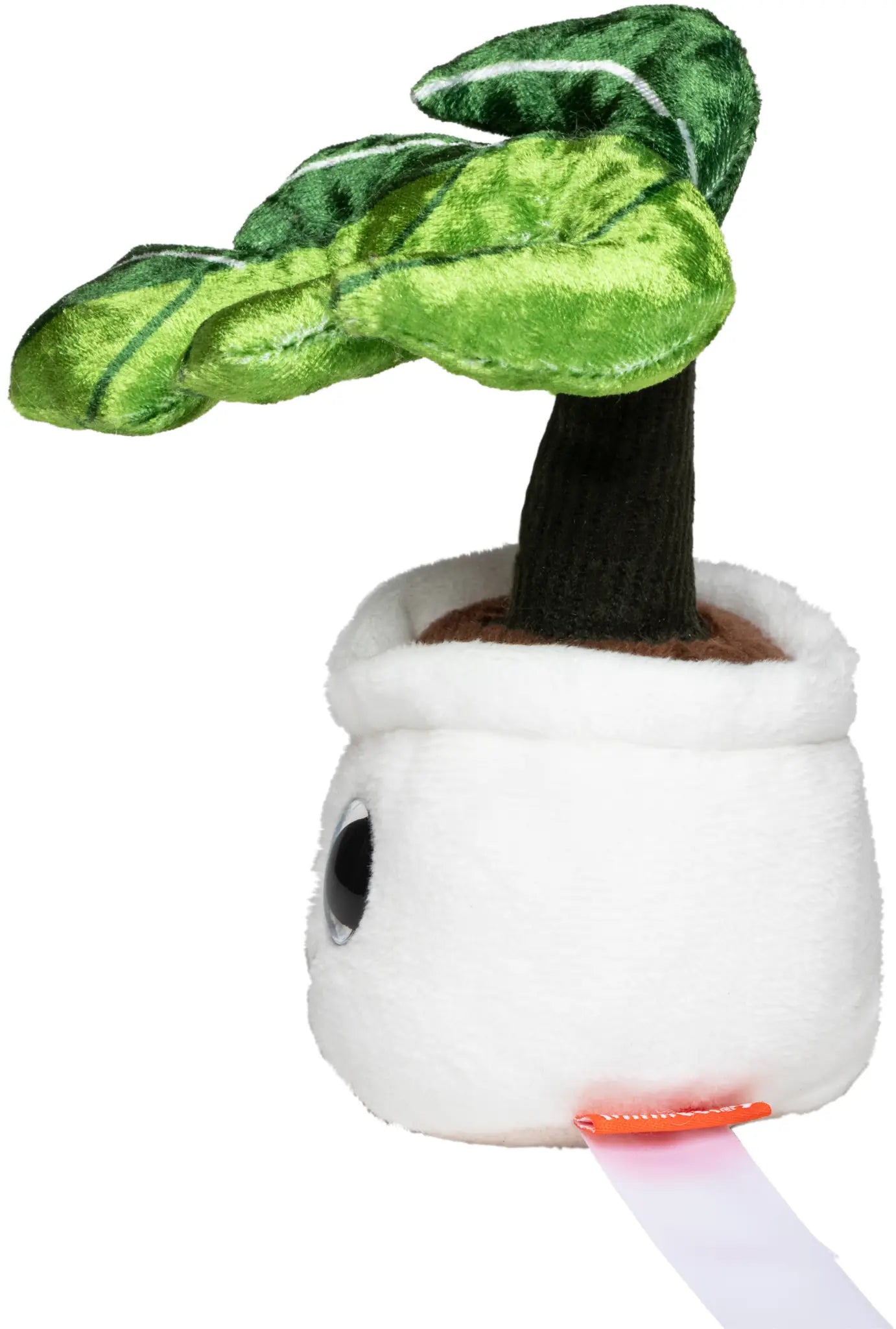 all-groups Schmoozies Evergreenies Monstera