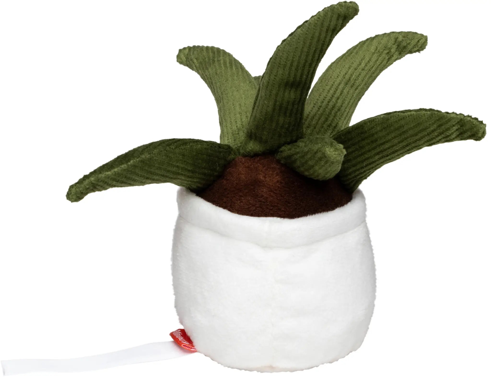 all-groups Schmoozies Evergreenies Aloe Vera