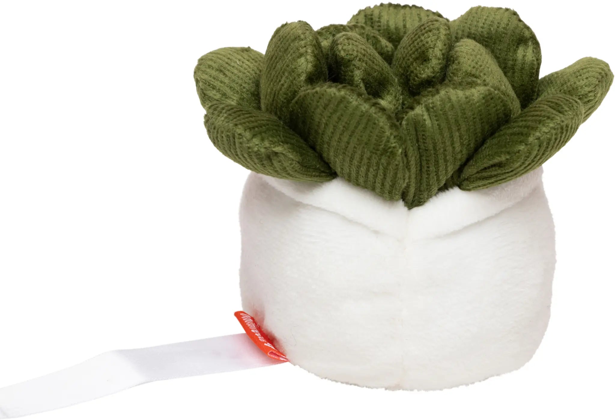 all-groups Schmoozies Evergreenies Succulent