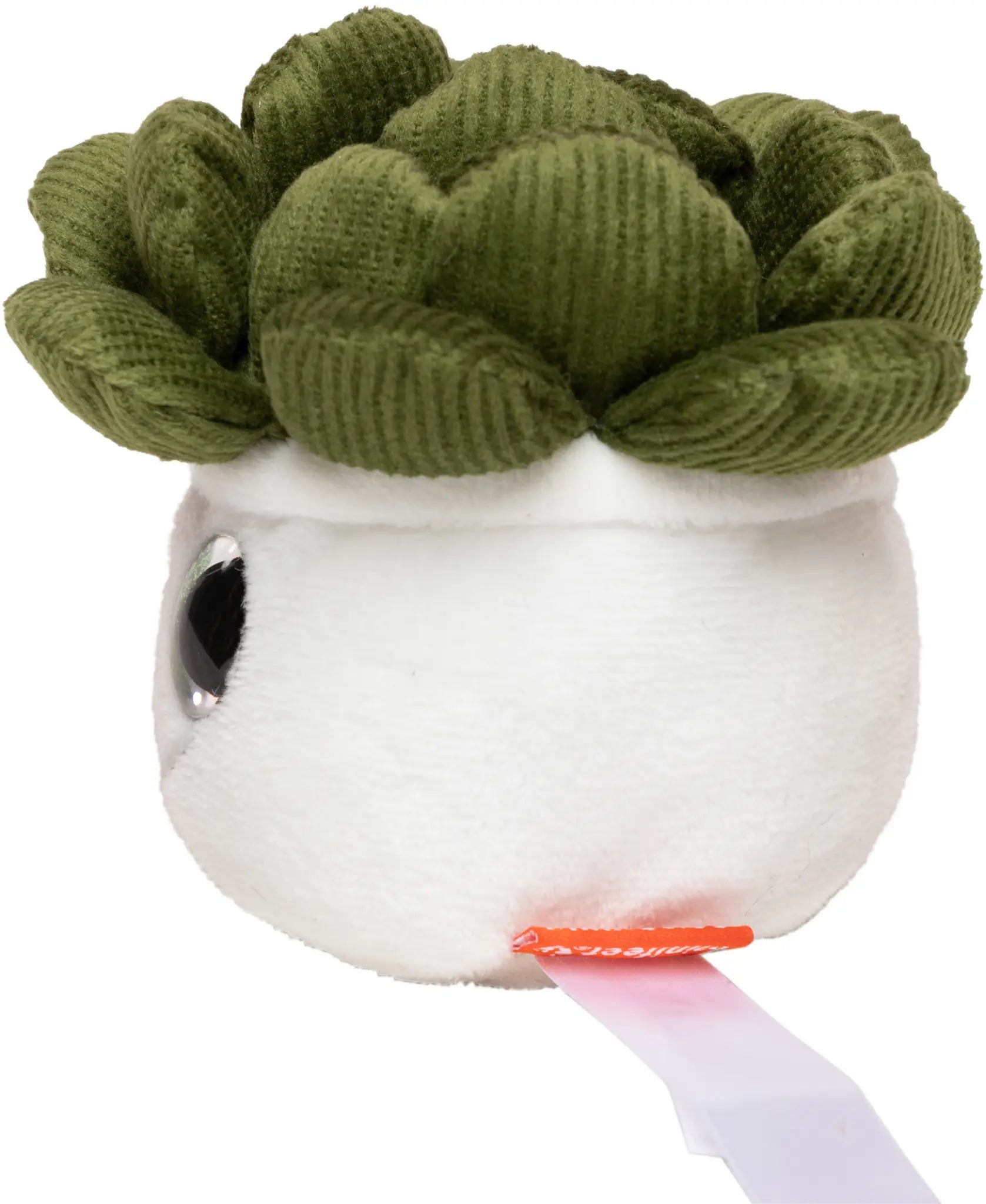 all-groups Schmoozies Evergreenies Succulent