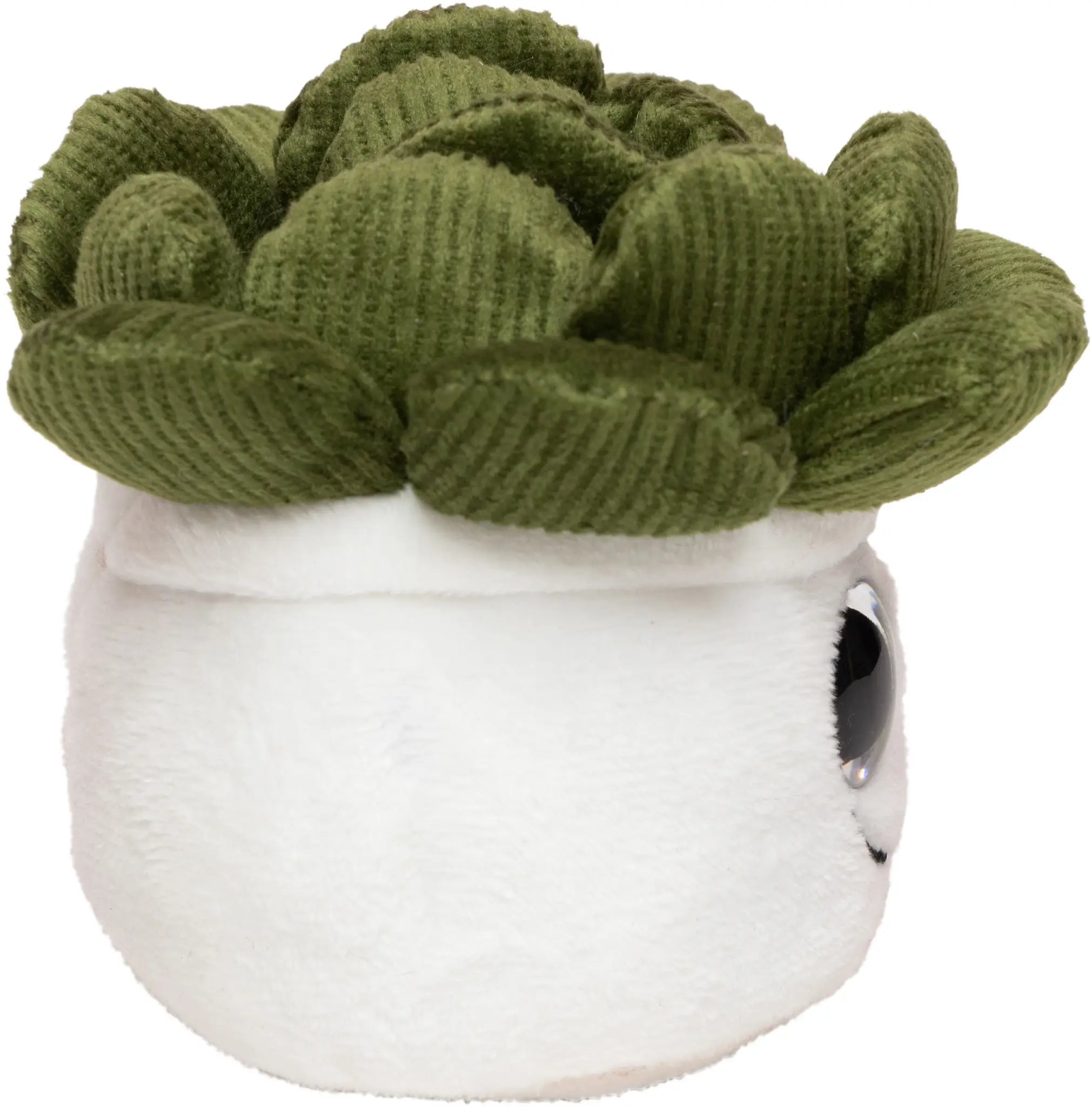 all-groups Schmoozies Evergreenies Succulent